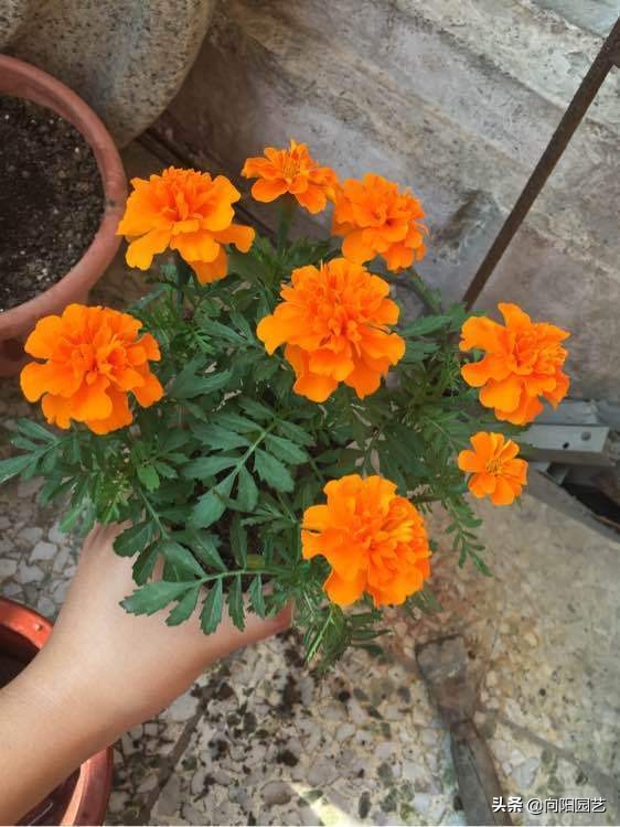 最容易爆花的6種草花,有太陽就開花,陽臺黨必備,趕緊入手 最容易爆花的6種草花,有太陽就開花,陽臺黨必備,趕緊入手