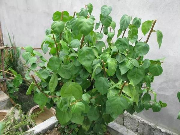 你家三角梅不開花,用了這3招,花開滿枝條 你家三角梅不開花,用了這3招,花開滿枝條