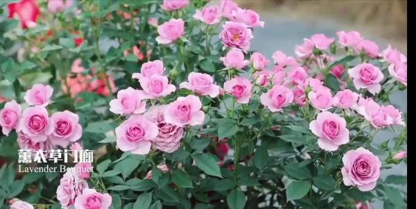 花量巨大的“門廊”系列月季品種