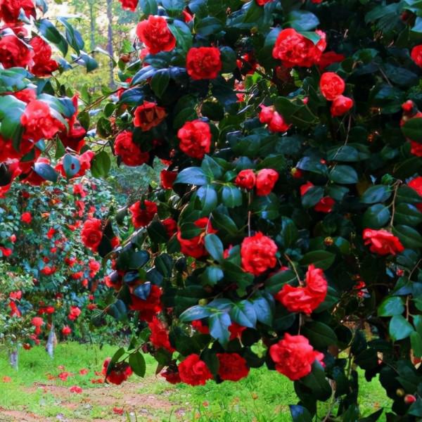 豔麗的新品種—四季山茶花