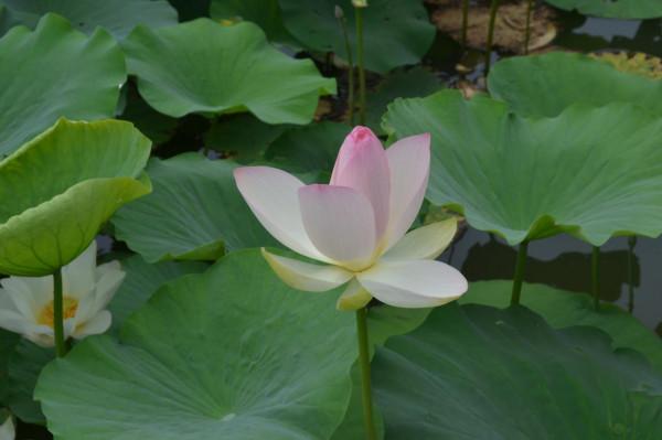 極目望遠（組詩）陝西 張新貴