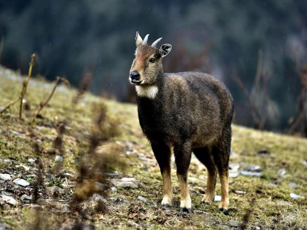 喜馬拉雅斑羚
