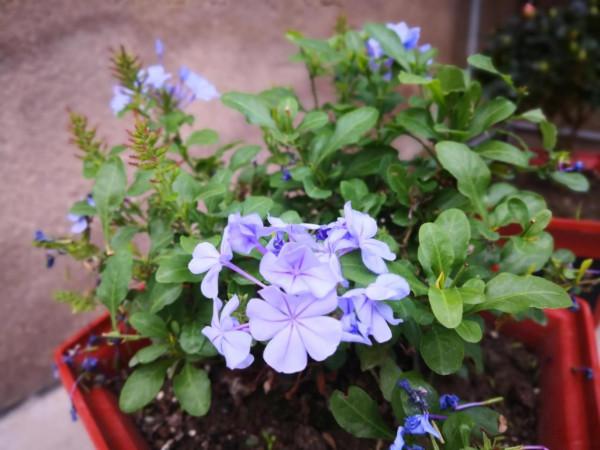 花草世界（藍雪花）