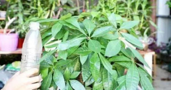 這種自制高氮肥，用好了，比淘米水、啤酒水效果好得多