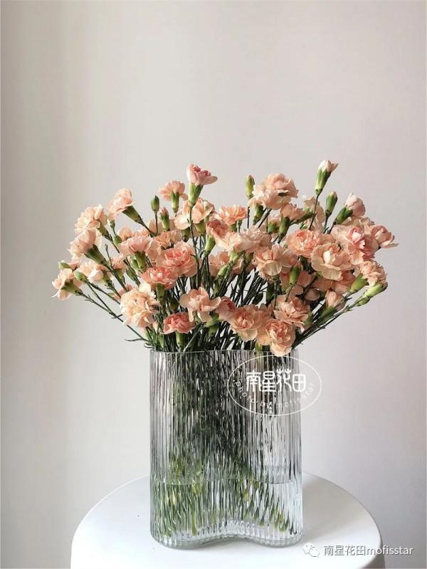 將軍多頭康 · 香檳小酒窩