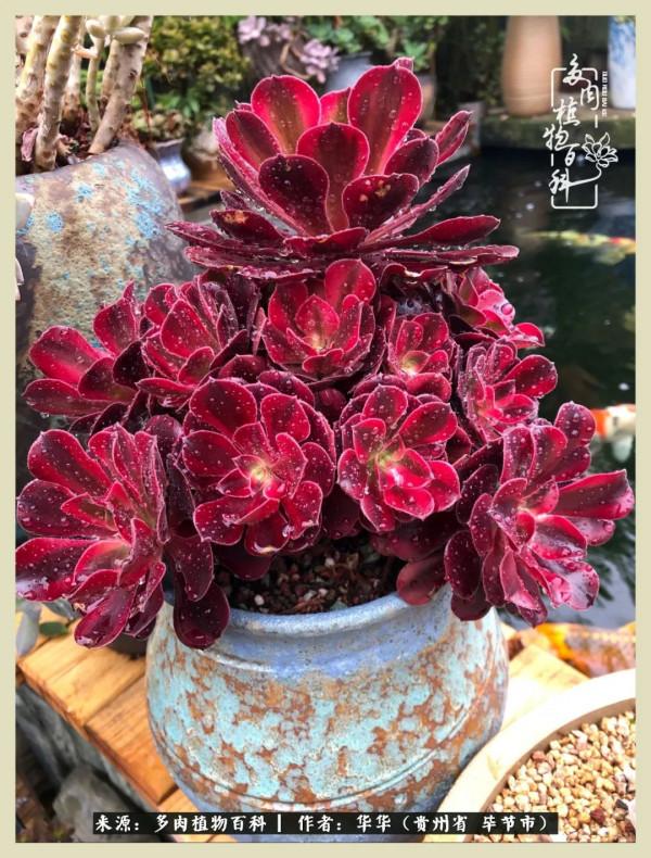 我的造園之夢：鮮花、多肉、錦鯉，這才是樓頂花園該有的樣子