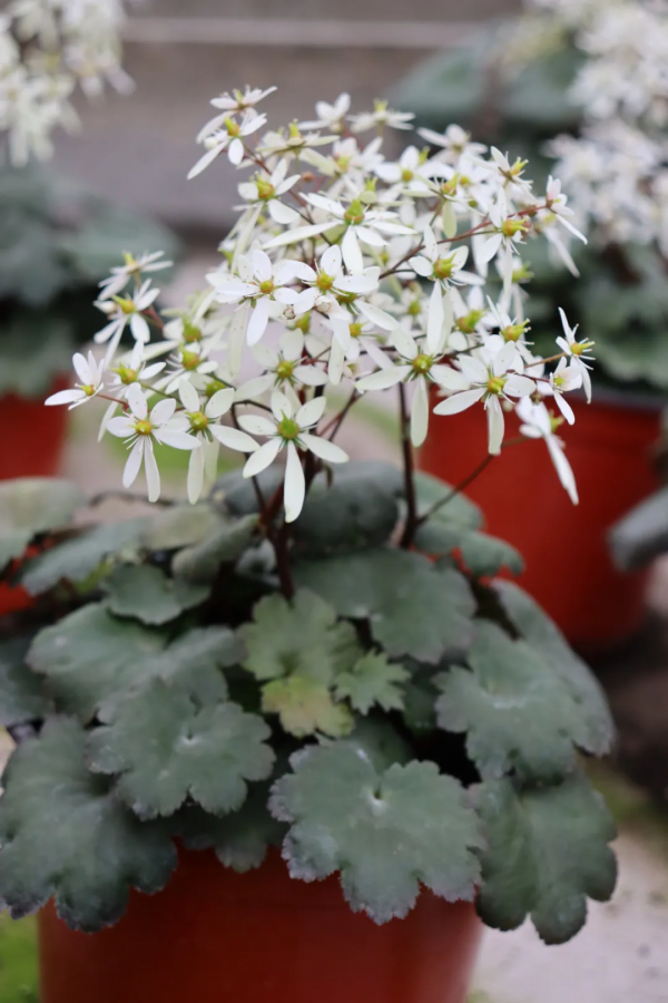瑞虎迎春，虎耳招財！翩翩起舞的小精靈，輕鬆開成夢幻花毯