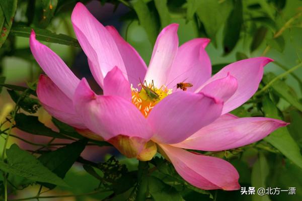 荷塘裡荷花上的故事 荷塘裡荷花上的故事