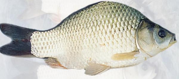 “鯽”得名由來？