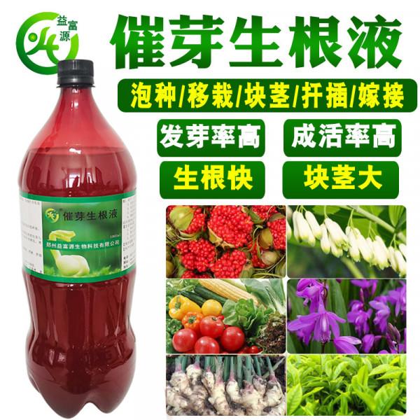 重樓塊莖繁殖技術和種子催芽技術