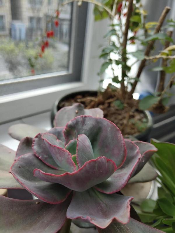 花草不論貴賤 花草不論貴賤