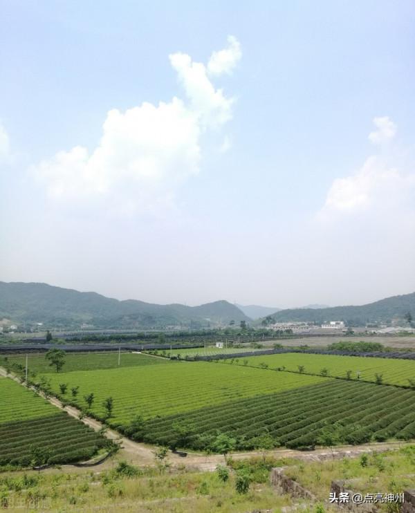 宋六陵有多慘？曾被番僧盜了個底朝天，如今已成了茶園