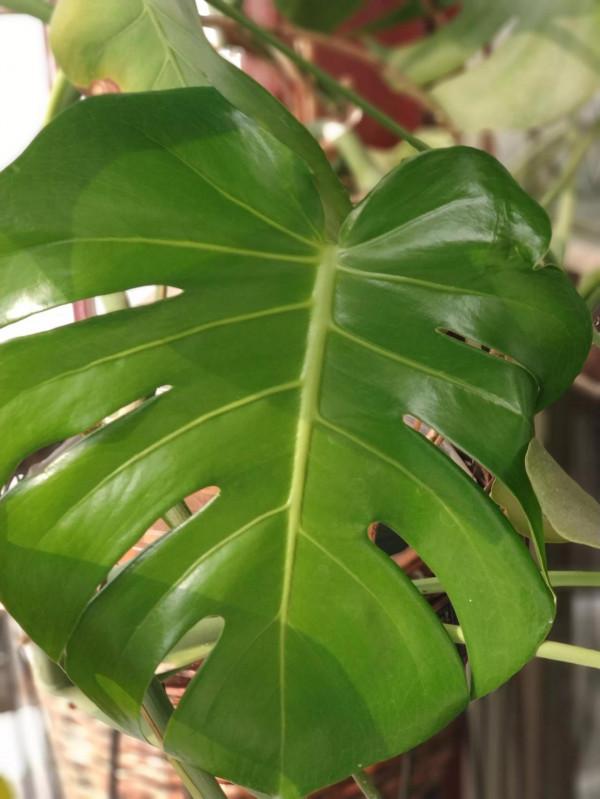 養花種草的幸福 養花種草的幸福