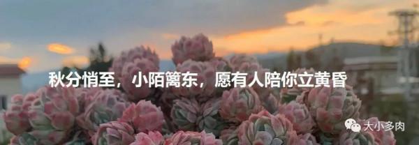 寒露已過,養多肉這些“大動作”可以開搞了,錯過就要等到明年春 寒露已過,養多肉這些“大動作”可以開搞了,錯過就要等到明年春
