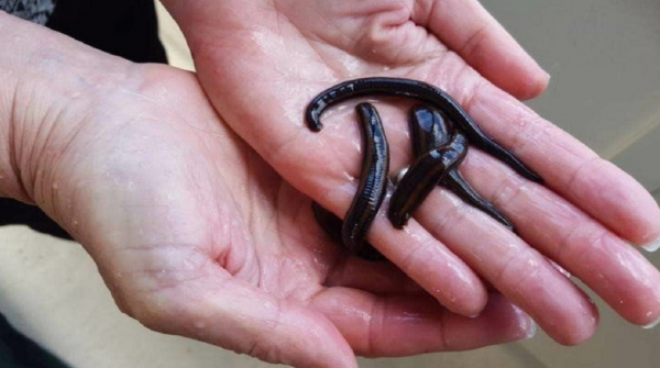 水蛭在澳洲氾濫成災!為何我國稱它為“軟黃金”,價格居高不下? 水蛭在澳洲氾濫成災!為何我國稱它為“軟黃金”,價格居高不下?