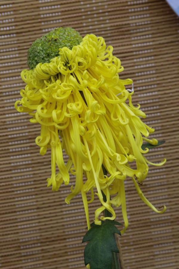 天壇公園科普園的菊花