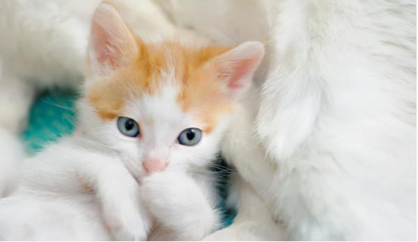 怎麼養好一隻小貓 怎麼養好一隻小貓