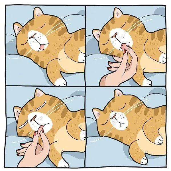 養貓人才會懂的痛:可能這就是愛吧 養貓人才會懂的痛:可能這就是愛吧