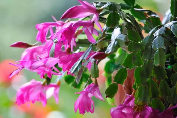 養蟹爪蘭,9月份這麼養,10月份就開花,漂亮的花朵爆滿盆 養蟹爪蘭,9月份這麼養,10月份就開花,漂亮的花朵爆滿盆