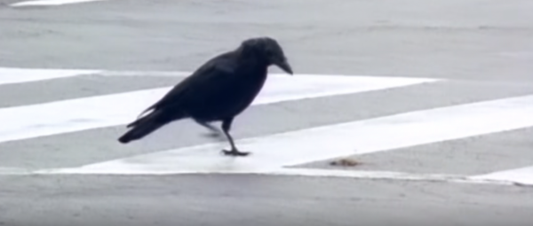 演算法週刊&CenterDot;前沿掃描｜對話董樂：小資料為何熱門？如何思考通用人工智慧？