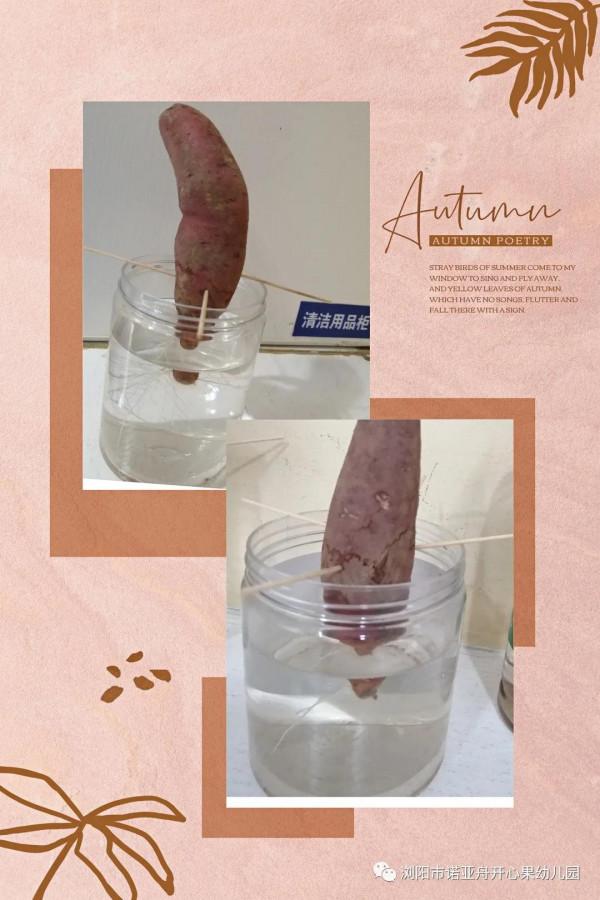 諾亞舟開心果幼兒園讓多元化課程——點亮快樂童年