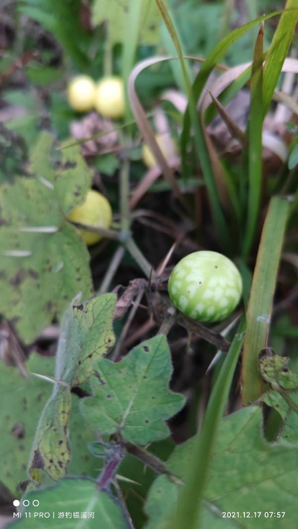 開杆即中目標大板鯽，誰料世事難如願