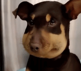 狗子用實力詮釋，什麼叫“百蟄不撓”