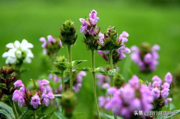 中醫眼中的梅核氣：咽喉部位不適，可能只是心裡有委屈和壓力