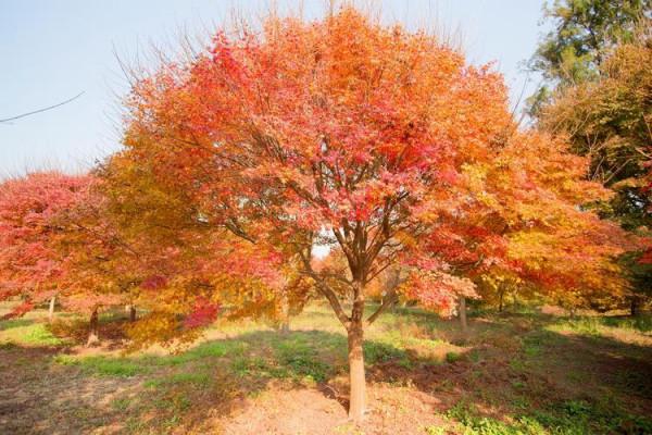 雞爪槭冬天落葉嗎，雞爪槭什麼時候移栽，成活率怎樣？