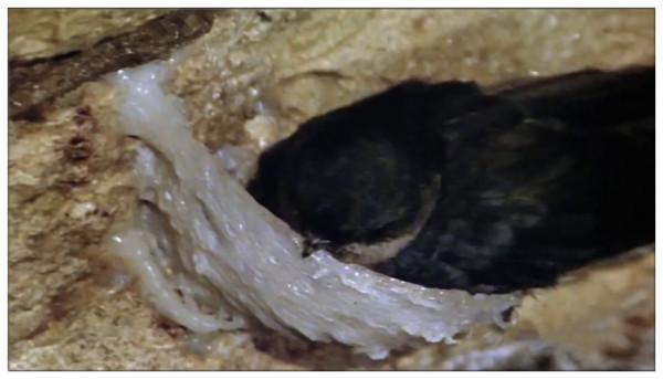 燕窩是怎麼形成的？看完燕窩加工全過程，你還敢吃嗎？