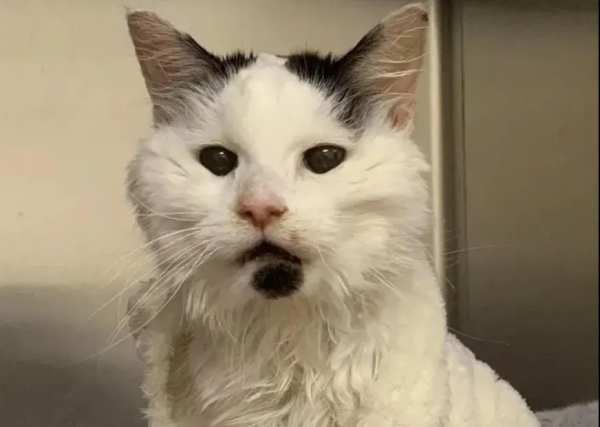 “我見過最長壽的流浪貓，活了29歲。”