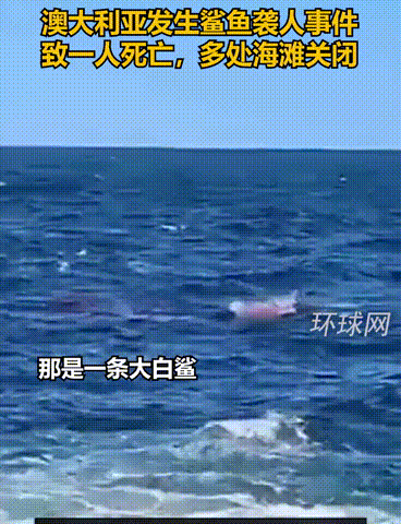 電影《大白鯊》情節在澳大利亞真實上演&comma;一人遇大白鯊襲擊&comma;已身亡