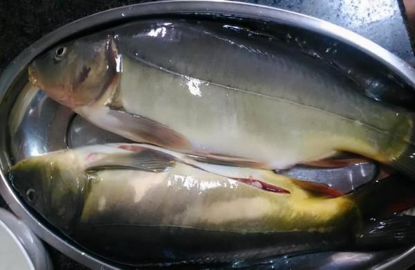 魚去腥,光抽魚腥線是不對的,處理好這4個腥味源,鮮美沒腥味 魚去腥,光抽魚腥線是不對的,處理好這4個腥味源,鮮美沒腥味