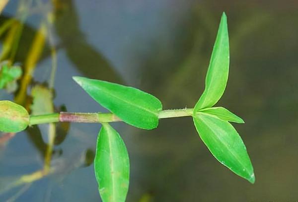 田邊這種“瓜子草”，以前農民見1株拔1株，如今知道能賣錢，稀罕