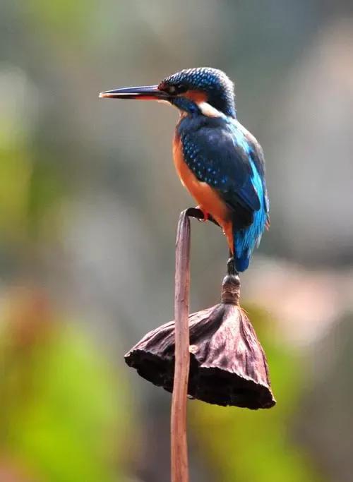 超級可愛的&mdash;&mdash;萃鳥