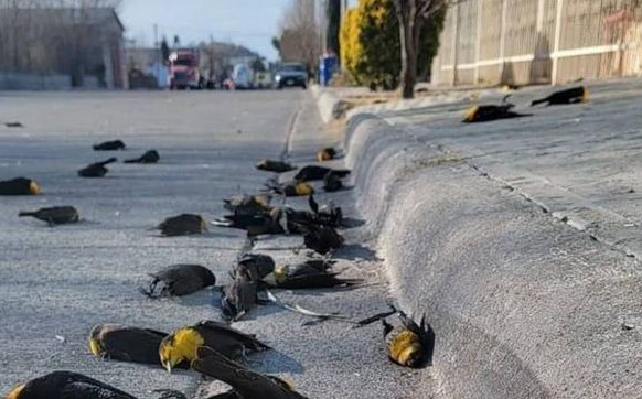 數百隻鳥突然像整團黑球詭異下墜,鳥屍遍佈住宅區,驚悚影片曝光 數百隻鳥突然像整團黑球詭異下墜,鳥屍遍佈住宅區,驚悚影片曝光