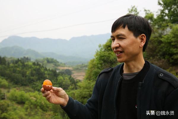 陝西70後男子在大山裡養雞做變蛋，一干就是十年，收入挺可觀