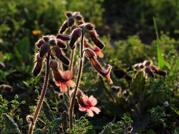 中藥材價格猛漲，兩種藥材漲幅最高，甚至達到了300%，為什麼？