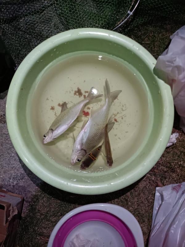 野釣河邊喜獲麥鯪，無人機組合圖案勝比煙火