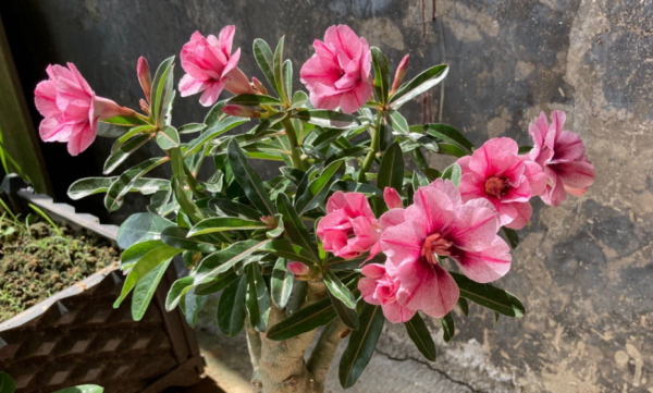 在家中養沙漠玫瑰，準備3樣&OpenCurlyDoubleQuote;小東西&rdquo;，讓它不爛根，持續開不停