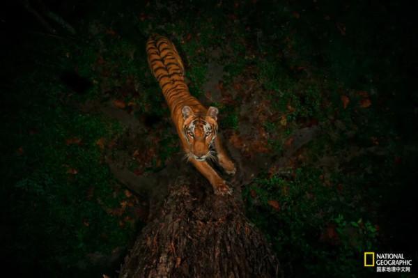 老虎不能經常洗，會掉色&lpar;shǎi&rpar;