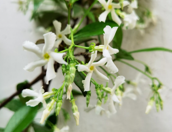 院子就是用來養花的,鄰居竟然找物業投訴我,還講不講道理了 院子就是用來養花的,鄰居竟然找物業投訴我,還講不講道理了
