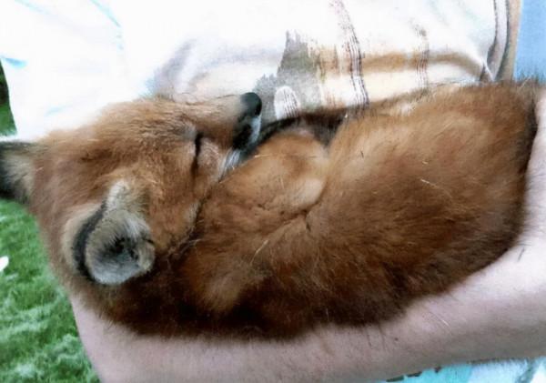 小狗主動上門求收養,男子幾個月後發現不對,鄰居說趕緊送走 小狗主動上門求收養,男子幾個月後發現不對,鄰居說趕緊送走