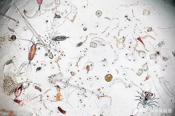 一滴自來水放大25倍後,你還會覺得淨水器沒有用嗎? 一滴自來水放大25倍後,你還會覺得淨水器沒有用嗎?