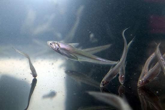 魚塘百萬元&OpenCurlyDoubleQuote;刀魚&rdquo;神秘消失，大哥養了個寂寞，偷吃客驅趕成難題