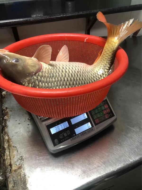 夜釣釣到一條8斤的鯉魚