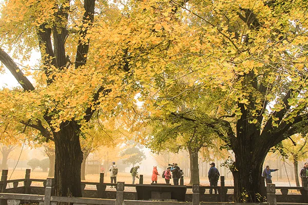 長三角這9條美麗鄉村休閒旅遊行（秋季）路線，你走過幾條？