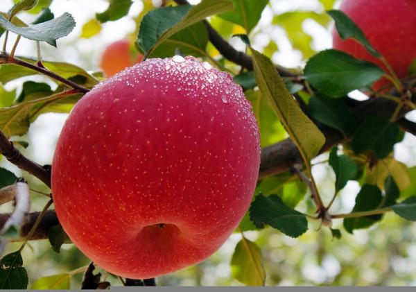 全中國哪裡的蘋果最好吃?請認清這5個產地,甜美清脆,果中珍品 全中國哪裡的蘋果最好吃?請認清這5個產地,甜美清脆,果中珍品