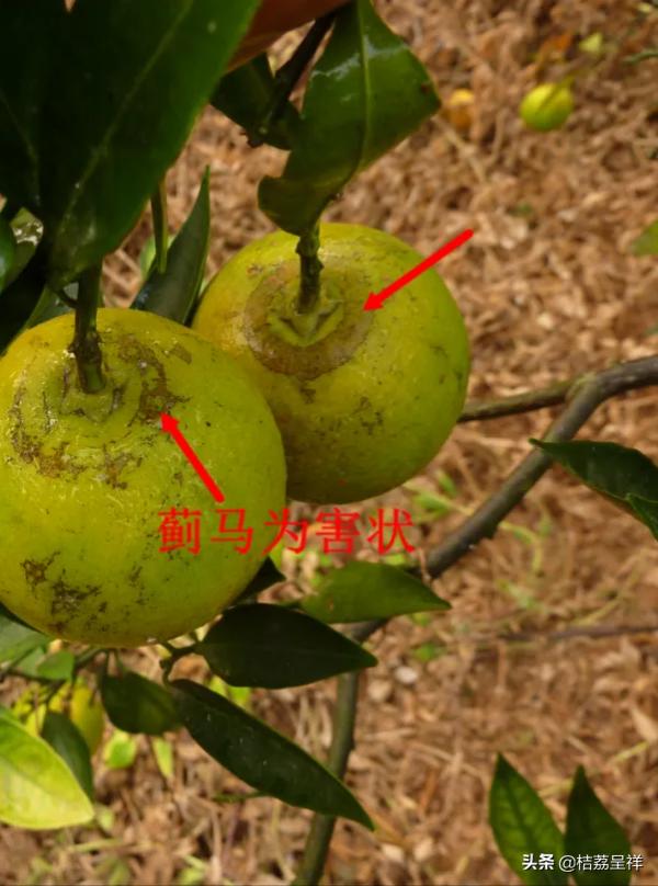 5圖表讀廣西沃柑用藥，年均用藥26.5次，年均用藥成本2080元/畝