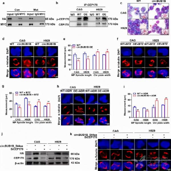 circRNA會影響你染色體穩定嗎？——來看看這個